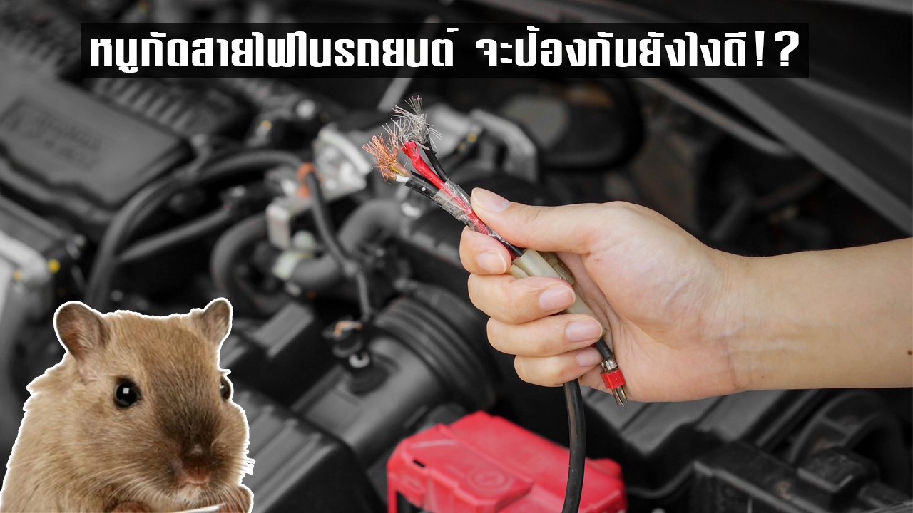 หนูกัดสายไฟในรถยนต์ จะป้องกันยังไงดี!?
